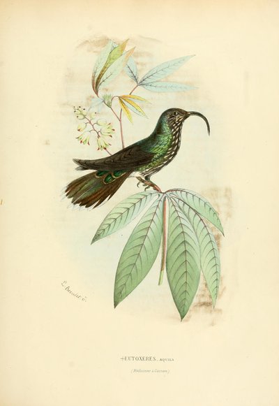 Eutoxeres النسر بواسطة لويس فيكتور بيفاليت